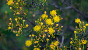 Yellow Featherflower