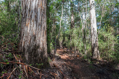 Harewood Forest Walk Trail