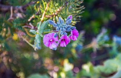 Handsome Wedge Pea
