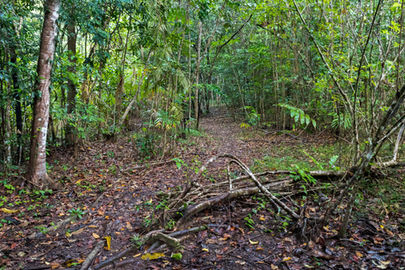 Manjal Jimalji Trail