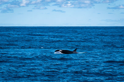 Orca off Ningaloo Reef