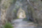 Timber Creek Walk Kangaroo Island