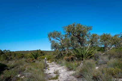 Yonga Trail