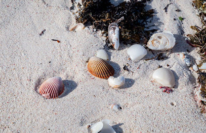 Shells on the beach