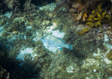 Goldspotted Sweetlips