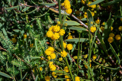 Winged Wattle