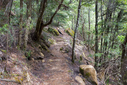 Meander Falls Track