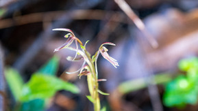 Midge Orchid