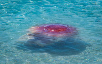 Giant Jellyfish in the waters off Bruny Island