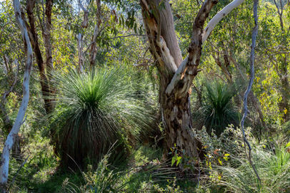 Forest at Ellis Brook Reserve