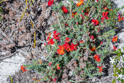 Red Leschenaultia