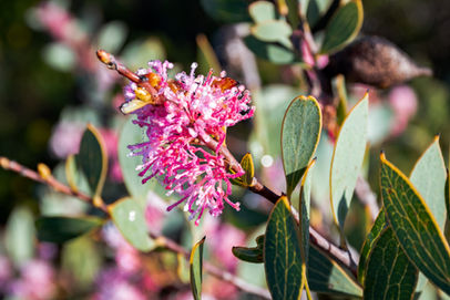 Pink-flowered Hakea