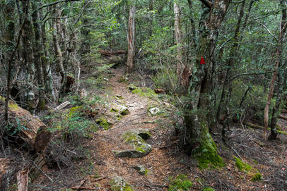 Meander Falls Track