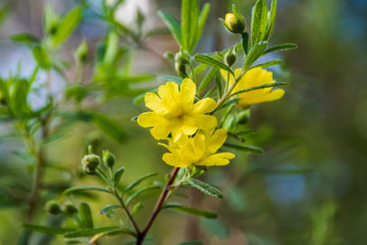 Hibbertia furfuracea