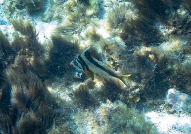 Western Crested Morwong