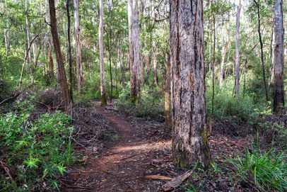 Harewood Forest Walk
