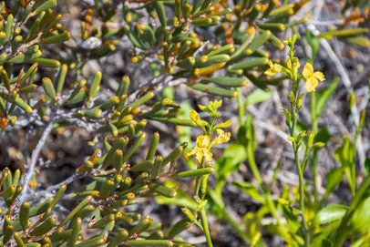 Goodenia quadrilocularis
