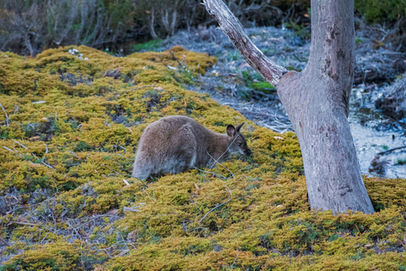 Bennett's Wallaby