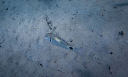 Yellowspot Goatfish