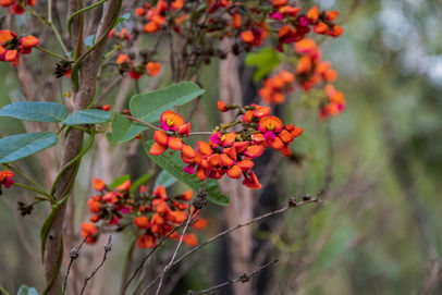 Mount Lindesay (22).jpg