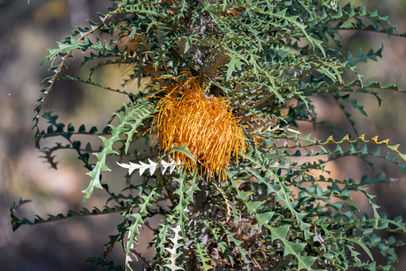 Golden Dryandra