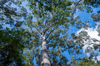 Karri Forest