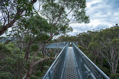 Tree Top Walk