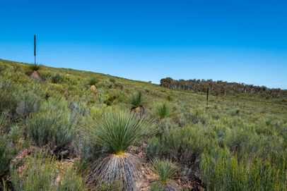 Yonga Trail