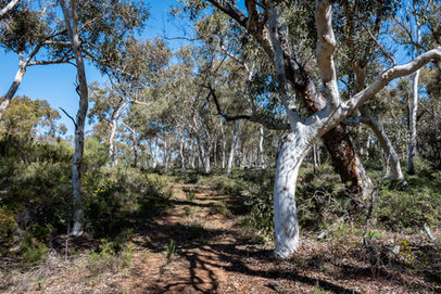 Yonga Trail