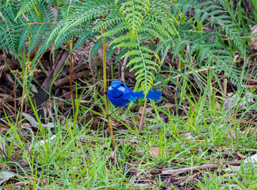 Splendid Fairywren