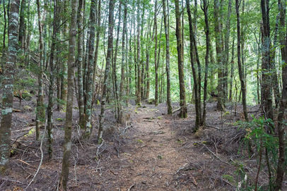 Meander Falls Track