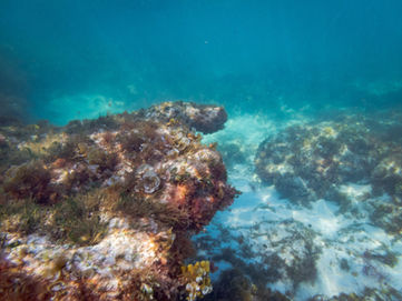 Mettams Pool Snorkeling