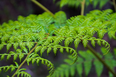 Bracken Fern on the Nuyts Wilderness Walk