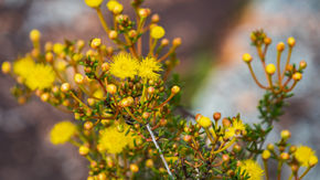 Yellow Featherflower