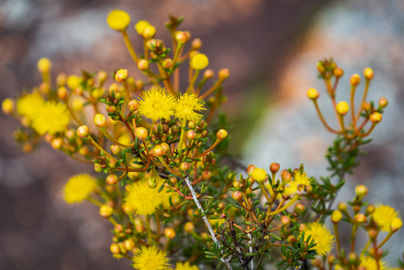 Yellow Featherflower