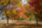 Golden Valley Tree Park