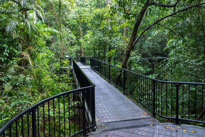 Boardwalk at Mossman Gorge
