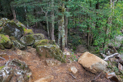 Meander Falls Track