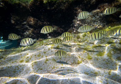 Convict Surgeonfish