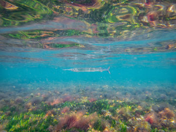Snorkeling at Mettams Pool