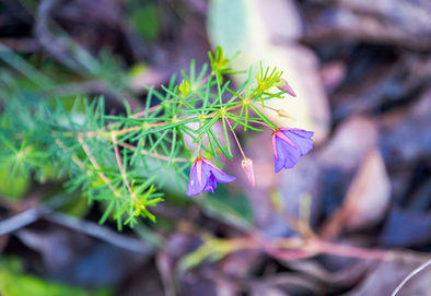 Platytheca galioides
