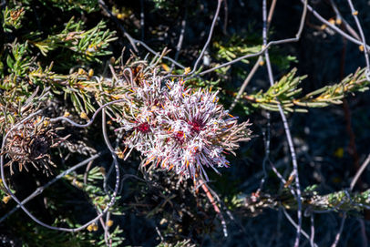 Isopogon asper