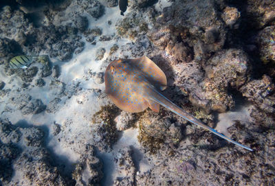 Bluespotted Fantail Ray