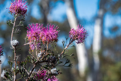 Rose Cone Flower