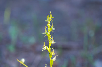 Little Laughing Leek Orchid