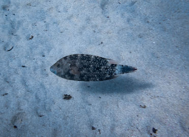 Floral Maori Wrasse