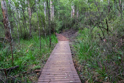 Boardwalk on the Harewood Forest Walk