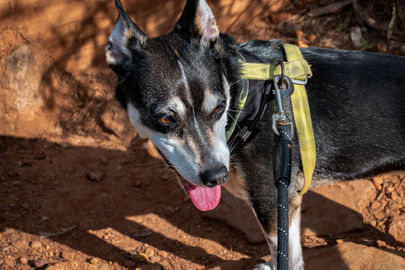 Dog on the Sixty Foot Falls Trail