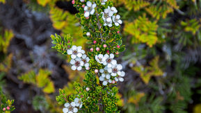 Alpine Tea-Tree