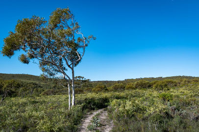 Yonga Trail